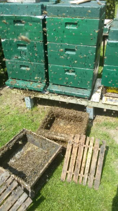 Bienen bei der Arbeit Bienen bei der Arbeit